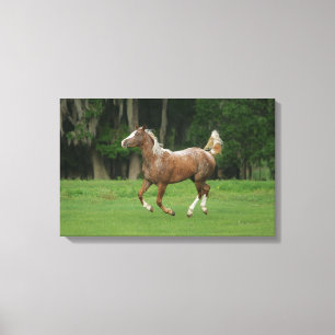 Paardenrennen van Appaloosa Canvas Afdruk