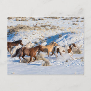 Paardenrit in de winter op Hideout Ranch Briefkaart