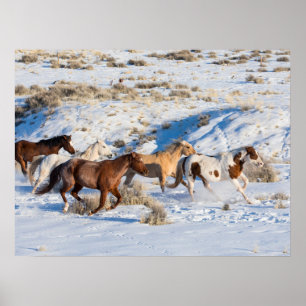 Paardenrit in de winter op Hideout Ranch Poster