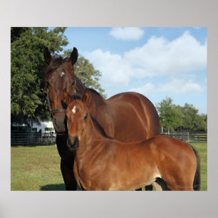 Paardenroyale afdrukken -24x20 -klik voor kleiner poster