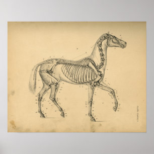 Paardenskelet Anatomy 1908  afdrukken Poster