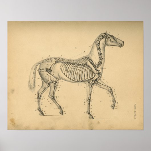 Paardenskelet Anatomy 1908  afdrukken Poster (Voorkant)