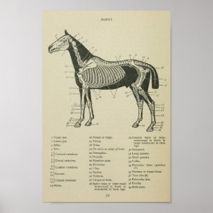 Paardenskeletanatomie Afdrukken Poster