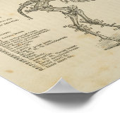 Paardenskeletanatomie Afdrukken Poster (Hoek)