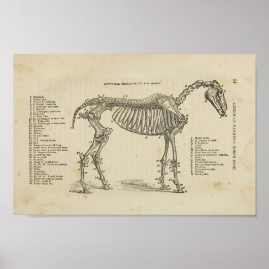 Paardenskeletanatomie Afdrukken Poster (Voorkant)