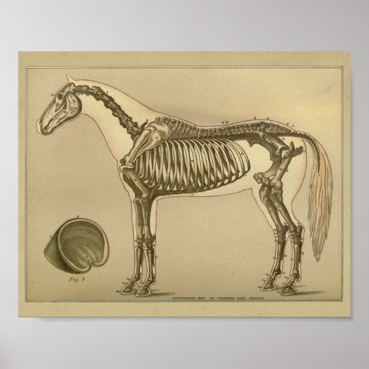 Paardenskeletanatomie Afdrukken Poster (Voorkant)
