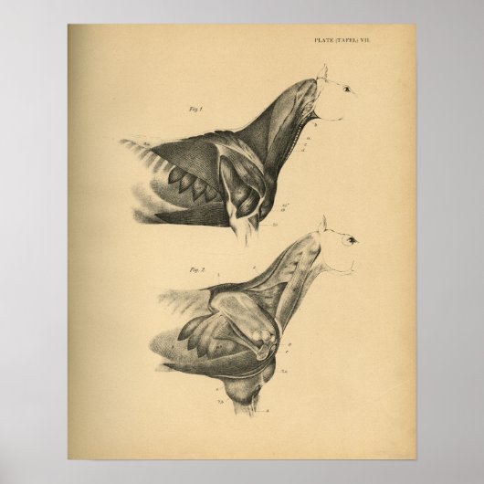 Paardenspier Anatomie 1908 afdrukken Poster (Voorkant)