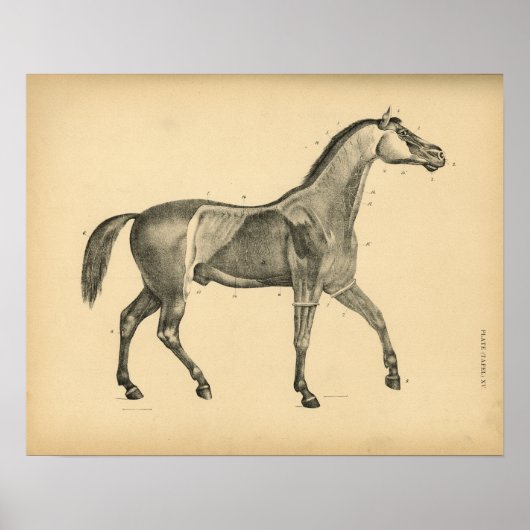 Paardenspier Anatomie 1908  afdrukken Poster (Voorkant)