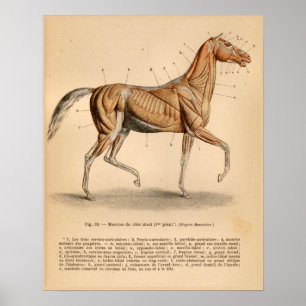 Paardenspier Anatomie Franse afdruk Poster