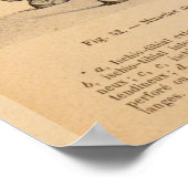 Paardenspier Anatomie Franse  afdruk Poster (Hoek)