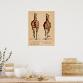 Paardenspier Anatomie Franse  afdruk Poster (Keuken)
