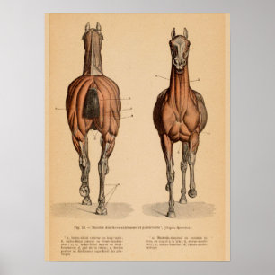 Paardenspier Anatomie Franse afdruk Poster