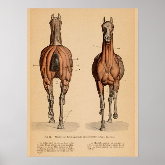 Paardenspier Anatomie Franse  afdruk Poster (Voorkant)