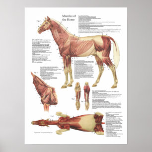 Paardenspier Anatomie Veterinaire Grafiek Poster