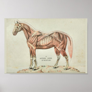 Paardenspieren Anatomie Afdrukken Poster