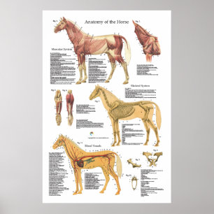 Paardenspieren Skeletspierstelsel- en anatomische  Poster