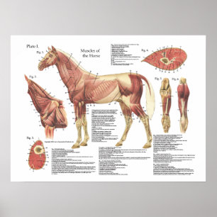Paardenspierkramp Schouder Anatomie Grafiek Poster