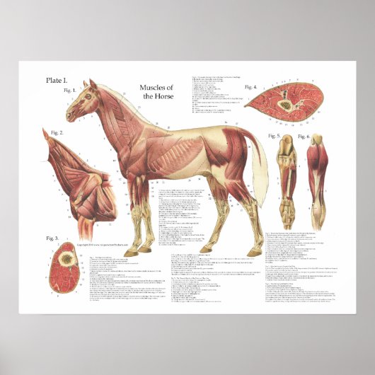 Paardenspierkramp Schouder Anatomie Grafiek Poster (Voorkant)