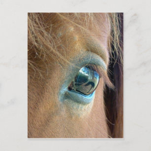 Paardenvisie Briefkaart
