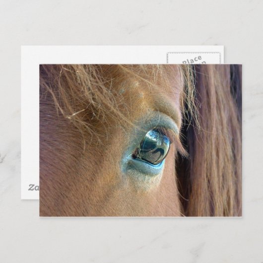 Paardenvisie Briefkaart (Voorkant / Achterkant)
