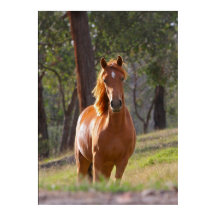Paardenvlees in het poster bossen, gedrukt VANAF 8