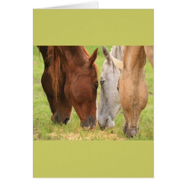 Paardenvrienden (Voorkant)