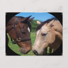 Paardenvrienden Briefkaart