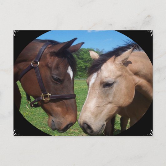 Paardenvrienden Briefkaart (Voorkant)