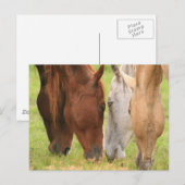 Paardenvrienden Briefkaart (Voorkant / Achterkant)