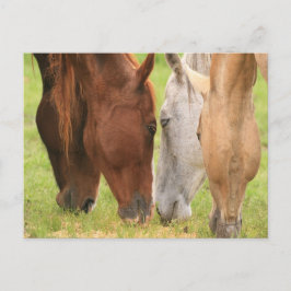 Paardenvrienden Briefkaart