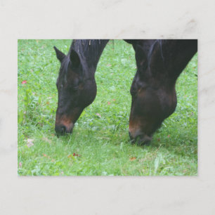 Paardenvrienden Grazing Dierlijk Briefkaart