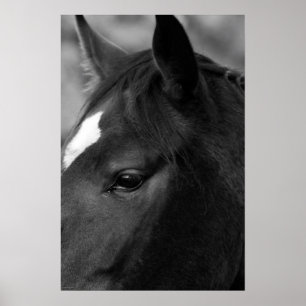 Paardenwapn Poster