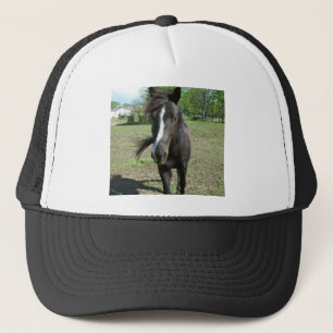 paardeverf trucker pet
