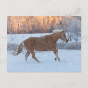 Paardrijden in de winter op Hideout Ranch Briefkaart