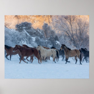 Paardrijden in de winter op Hideout Ranch Poster