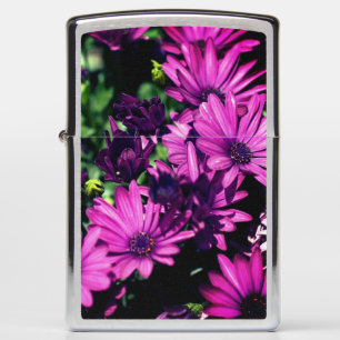 Paars-Afrikaanse Daisy Flowers