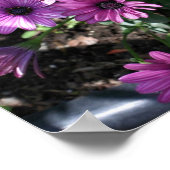 Paars-Afrikaanse Daisy Flowers Poster (Hoek)