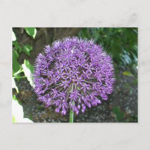 Paars Allium Briefkaart