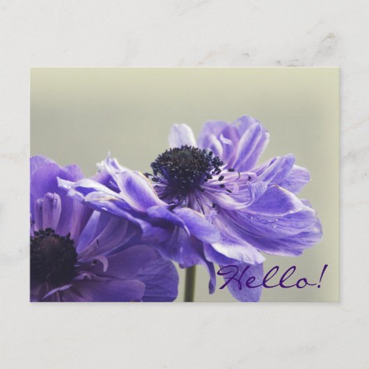 Paars Anemone Foto Briefkaart (Voorkant)