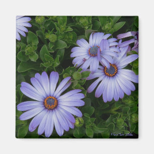 Paars/blauw-Daisy-Magnet Magneet