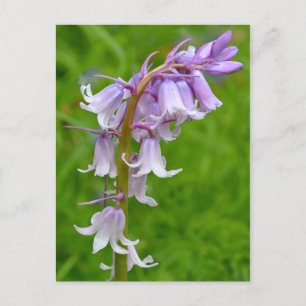 Paars Bluebell Briefkaart