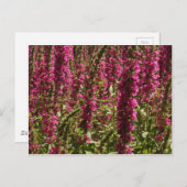 Paars Briefkaart Loosestrife (Voorkant / Achterkant)