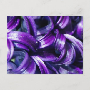 Paars Briefkaart van de Hyacinth Flower