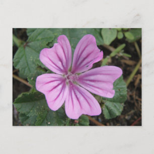 Paars Briefkaart van wilde bloemen