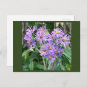 Paars Briefkaart van wilde bloemen (Voorkant / Achterkant)