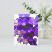 Paars Cape Primrose Briefkaart  (Staand voorkant)