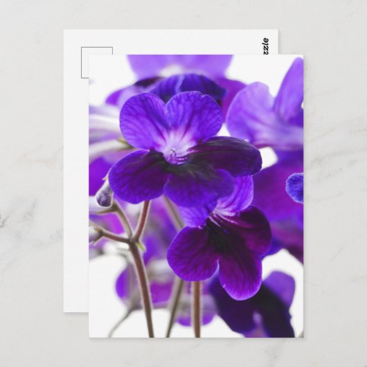 Paars Cape Primrose Briefkaart  (Voorkant / Achterkant)