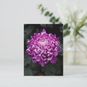 Paars Chrysanthemum Briefkaart (Staand voorkant)