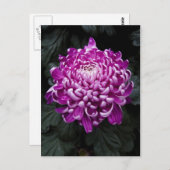 Paars Chrysanthemum Briefkaart (Voorkant / Achterkant)