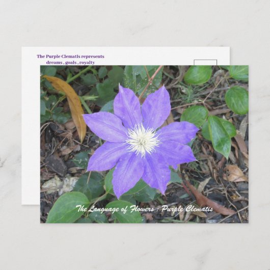 Paars Clematis Briefkaart (Voorkant / Achterkant)